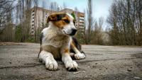 dog in chornobyl